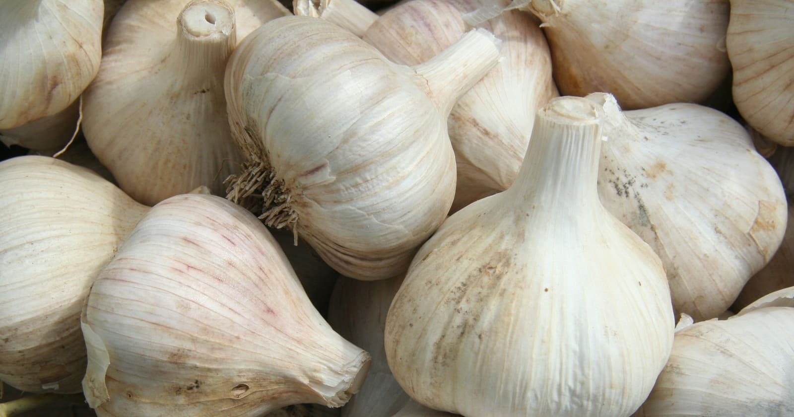 Whole garlic bulbs with papery white and pink-streaked skins piled in a basket at the farmers market in Rochester, Minnesota