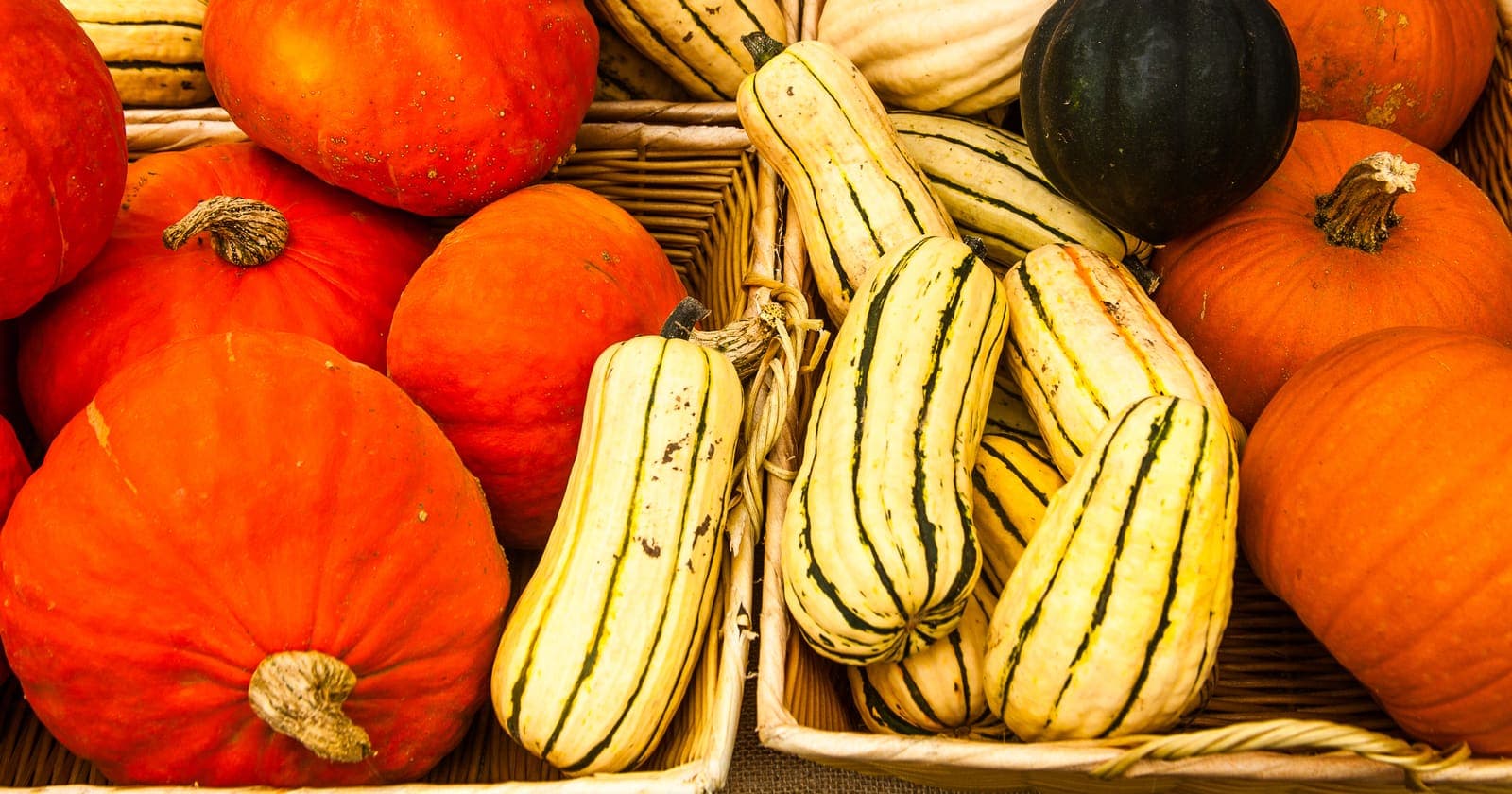 Orange pumpkins, striped delicata squash and a dark green acorn squash in wicker baskets at the farmers market in Brunswick, Maine